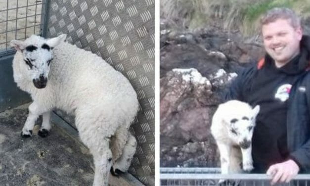 Injured Baby Lamb and Mother Stranded for Days on Cliff Saved by Brave Rescuers