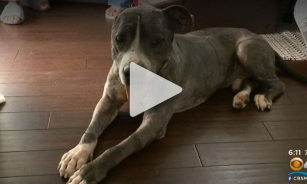 VIDEO: Pit Bull Abused as ‘Bait Dog’ by Dogfighters Finds Loving Forever Family