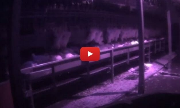 New Investigation Reveals Just How Dangerous High-Speed Slaughter Is for Both Humans and Animals