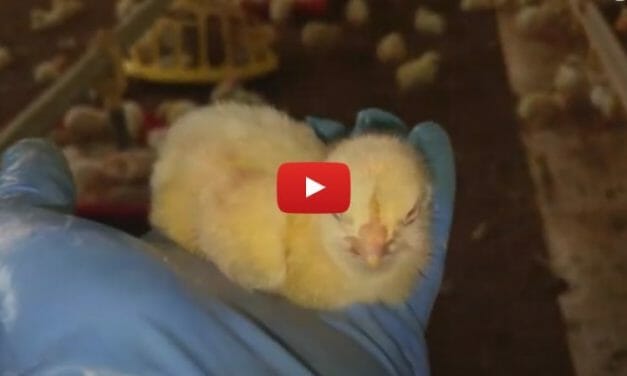 New Undercover Footage Tells the Common Story of 9 Billion Factory Farm Chickens’ Short, Terrifying Lives