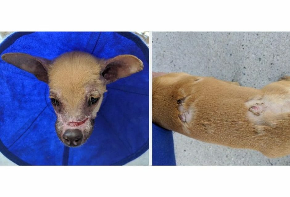 SIGN: Justice for Dog Set on Fire and Left to Die