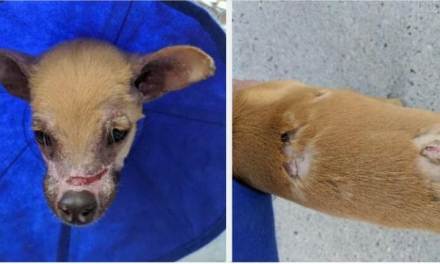 SIGN: Justice for Dog Set on Fire and Left to Die