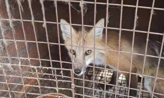 SIGN: Stop China from Reclassifying Wild Animals to Keep Farming Them for Fur