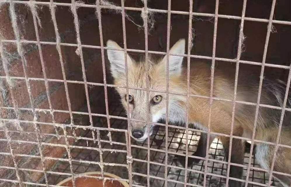 fox fur china