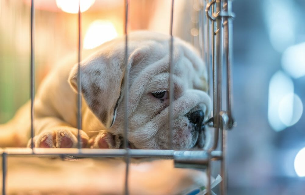 bulldog in cage