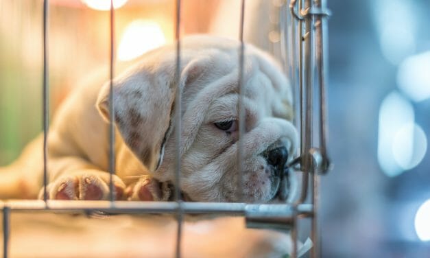 USDA Gets Stricter on Puppy Mills, But It Isn’t Enough