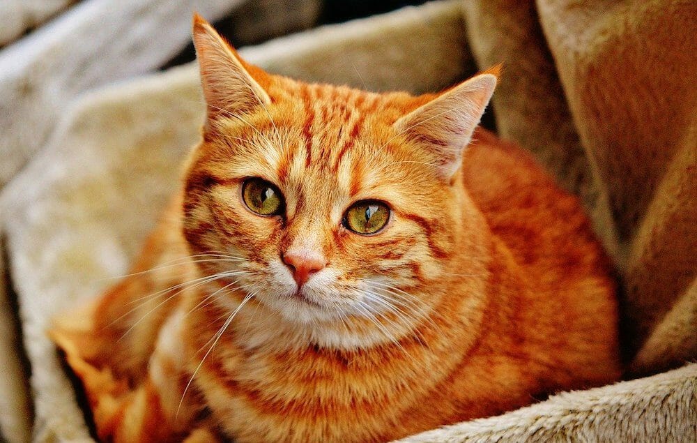 Ginger cat