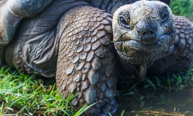 American Tortoise Rescue Hosts World Turtle Day ‘Shellebration’