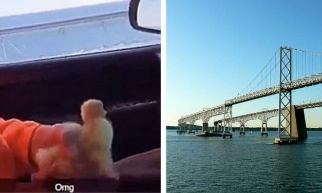 SIGN: Justice for Duckling Thrown from 180-Foot Bridge in Viral Video