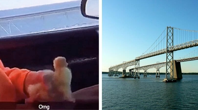 duckling and bridge
