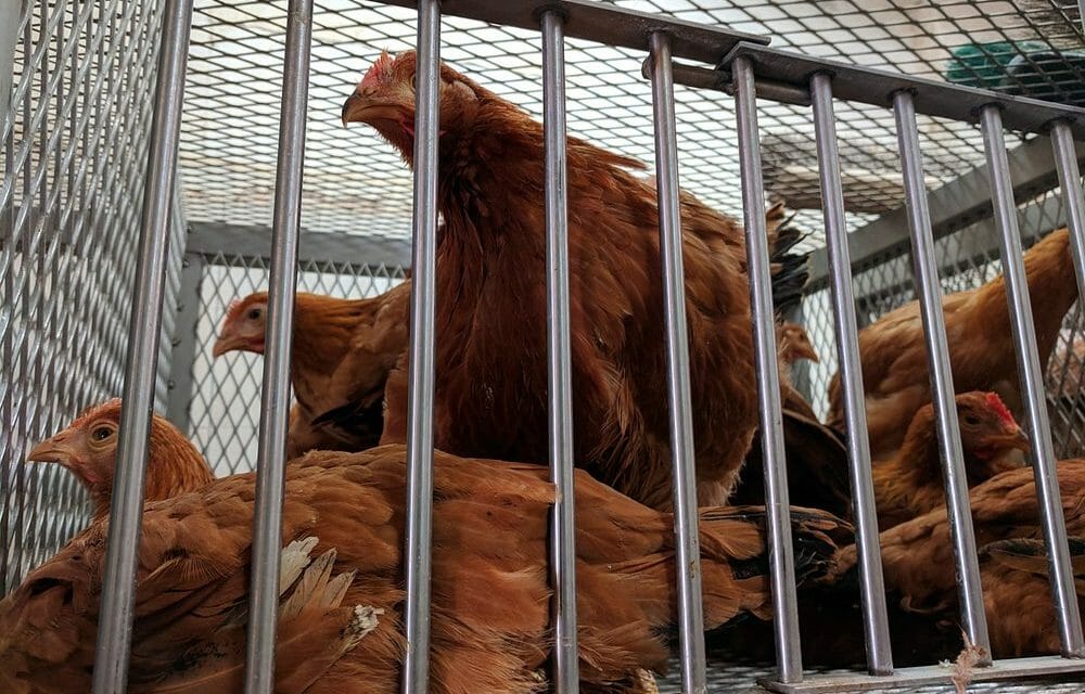 chickens at live market