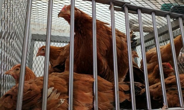 New Bill Could Ban Cruel, Dangerous Live Animal Markets in NY