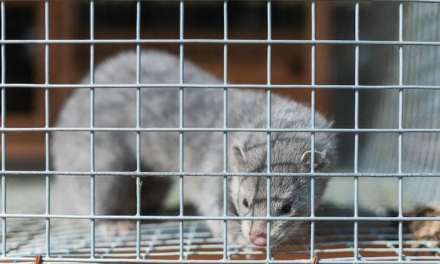 Mink at Fur Farm May Have Transmitted COVID-19 to Worker