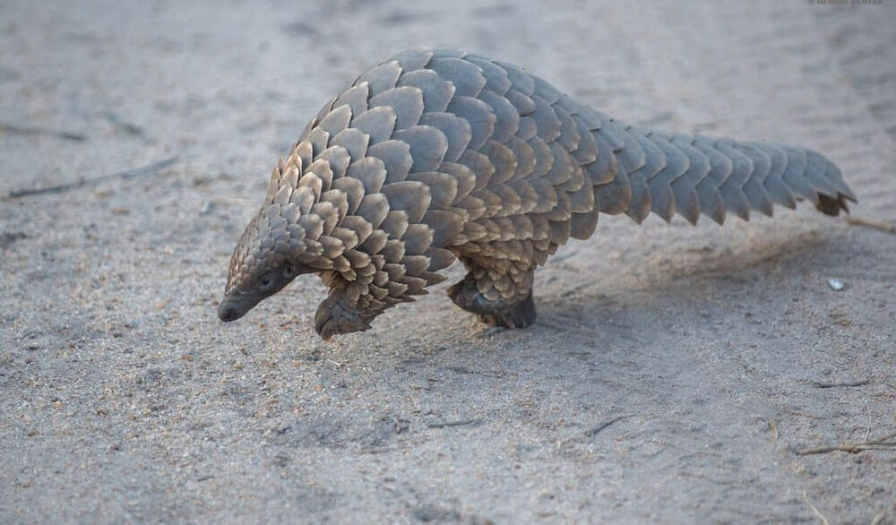Wildlife Traffickers Are Openly Selling Pangolins on Facebook