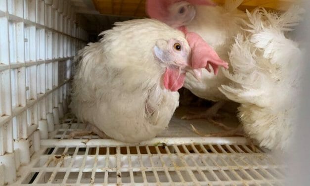 1,000 Lucky Chickens Saved from ‘Depopulation’ Are Now Safe At A Sanctuary