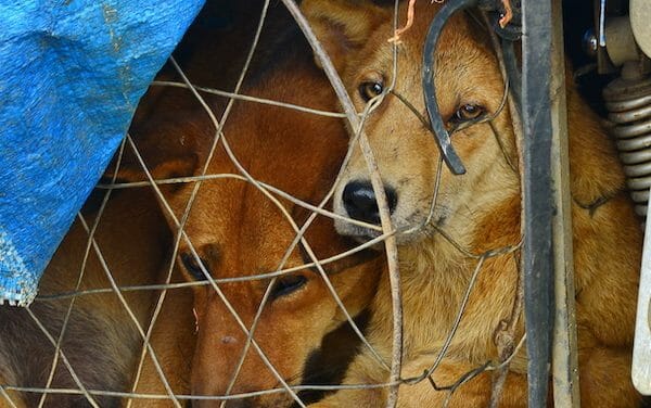 SIGN: Justice for Dogs Killed, Packed in Styrofoam and Smuggled for Vietnam’s Meat Trade