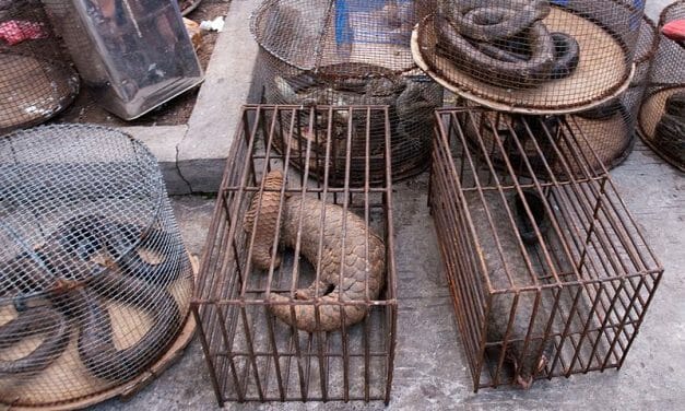 Wuhan Has Officially Banned Eating Wild Animals