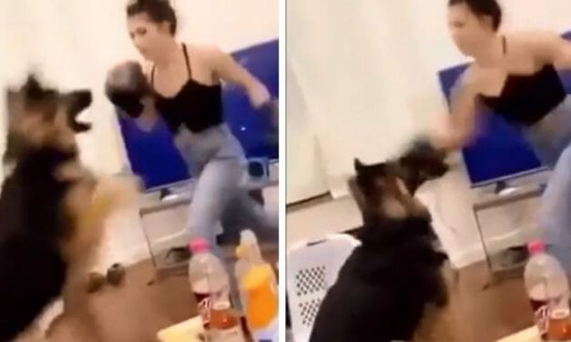 SIGN: Justice for Dog Repeatedly Punched in Face in Viral ‘Boxing’ Video