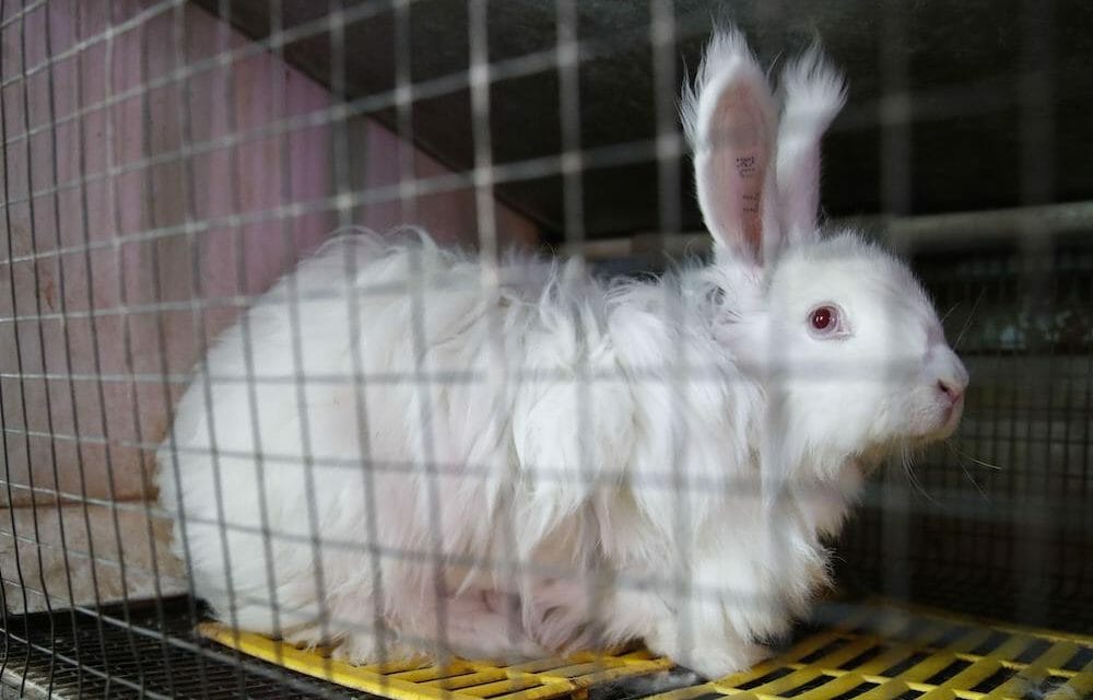 SIGN: Stop Bunny Torture and All Animal Cruelty at TJ Maxx