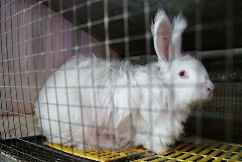 angora bunny