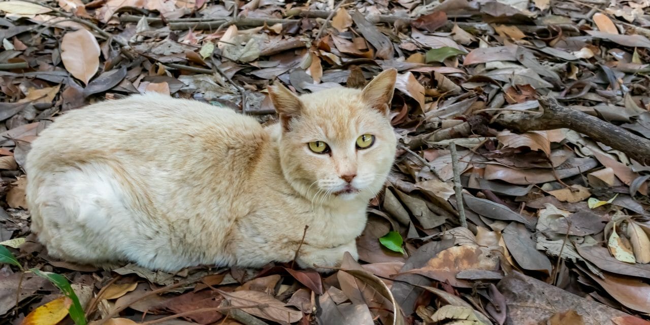 SIGN: Justice for Cats Poisoned to Death on Japan’s Famous ‘Cat Island’