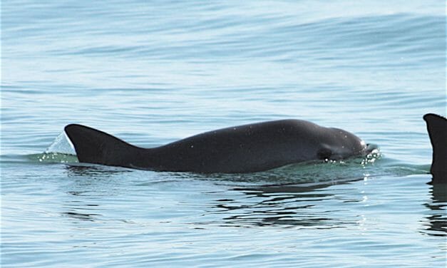 Animal Advocates Sue to Save The Last 10 Vaquita Porpoises Left in The World
