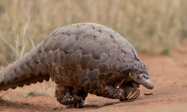 Endangered Pangolins Finally Removed from China’s Traditional Medicine List