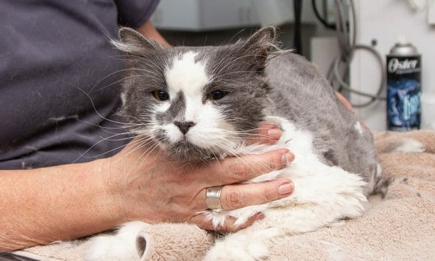 Rescuers Shave Off Two Pounds of Matted Fur and Find an Adorable Cat Underneath