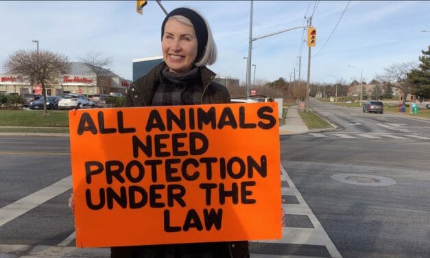 Animal Activist Killed By Pig Transport Truck At Peaceful Slaughterhouse Protest