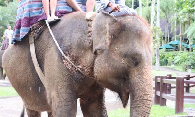 UPDATE: UK Moving To Ban Travel Advertisements That Promote Elephant Torture