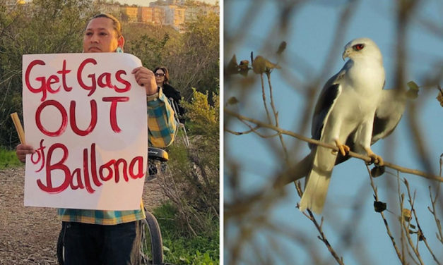 Activists Fight Back Against Plans to Bulldoze the Last Coastal Wetlands in LA