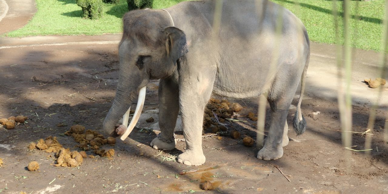 chained up elephant surrounded by feces