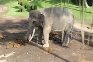 chained up elephant surrounded by feces