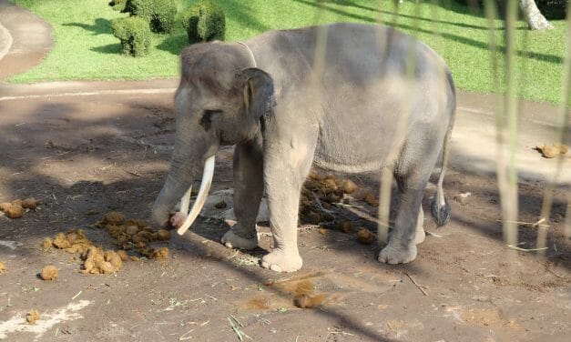 SIGN: Stop Abusing Elephants for Tourist Dollars at Mason Elephant Park
