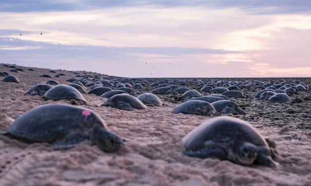 VIDEO: Thousands of Nesting Turtles Captured on Remarkable Drone Footage