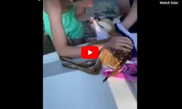 VIDEO: Heroes Spring Into Action to Save Drowning Baby Deer with CPR
