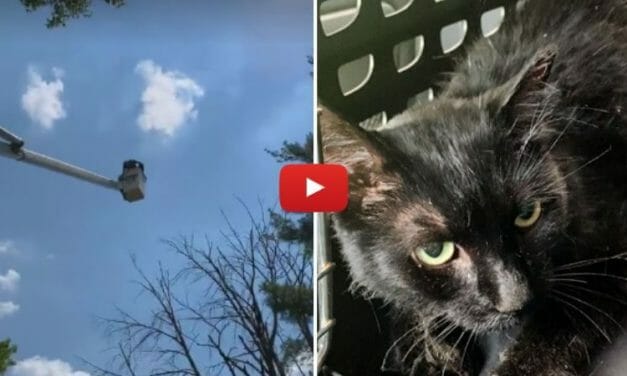 VIDEO: Cat Stuck in Tree for Two Weeks Rescued with Cherry Picker and Cat Food