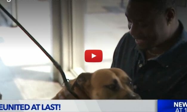 VIDEO: Pilot Flies Missing Dog 2,000 Miles to Reunite With His Human