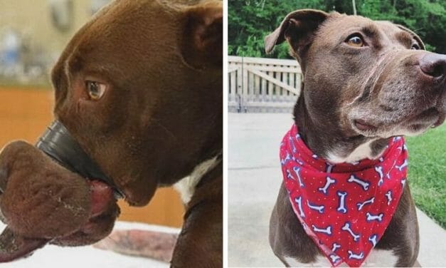 Years After Having Her Mouth Taped Shut, Caitlyn the Dog Is Living Her Best Life
