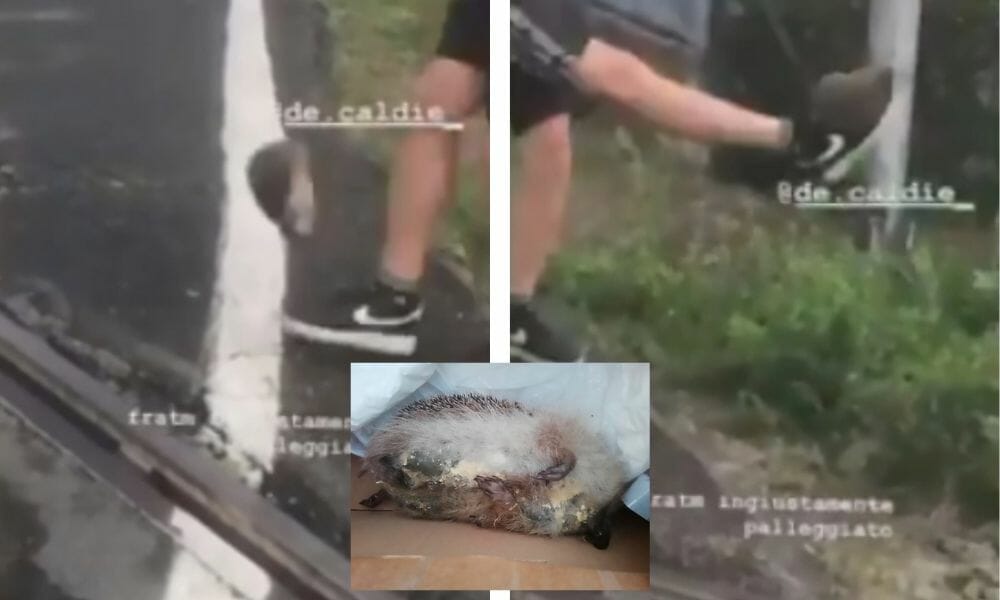 SIGN: Justice for Hedgehog Kicked to Death for Game in Viral Video