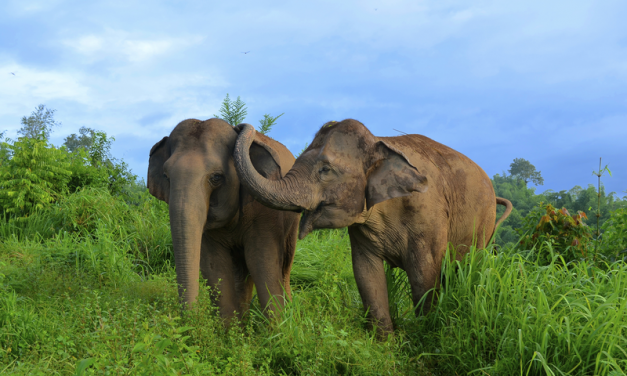 Indian Man Shows Elephants Kindness by Donating Over 6 Acres of Land