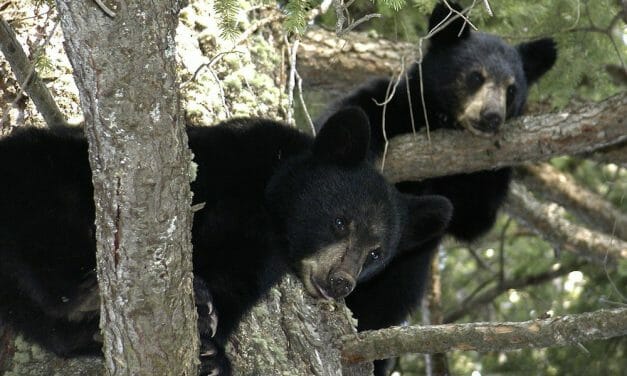 Officer Fired for Refusing to Shoot Bear Cubs Wins In Court