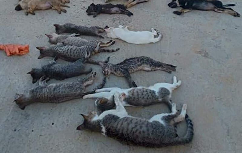 SIGN: Justice for Dogs and Cats Poisoned and Butchered for Meat in Vietnam