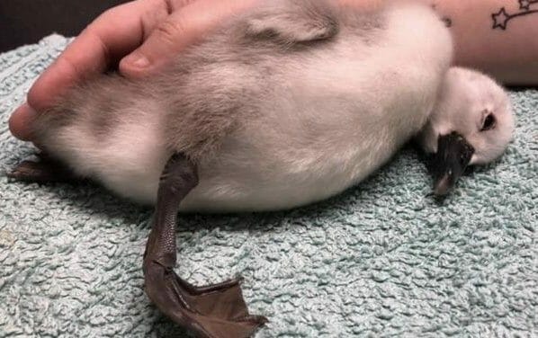 SIGN: Justice for Newborn Swan Kicked to Death by Jogger