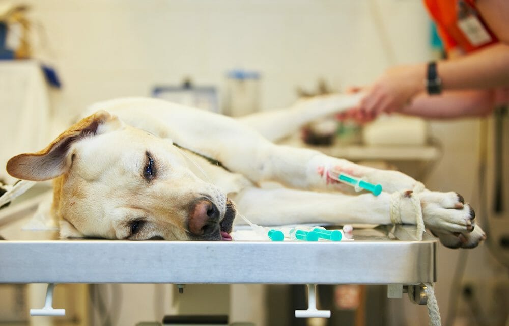 SIGN: Require Veterinarians to Report All Animal Cruelty