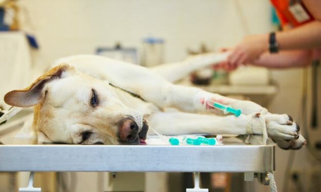 SIGN: Require Veterinarians to Report All Animal Cruelty