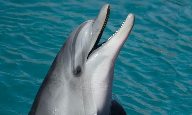 PETITION UPDATE: Congress Passes 3 Lifesaving Acts for Sharks, Dolphins, and Animals in Labs