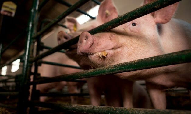 Judge Strikes Down Ag-Gag Law for Violating First Amendment Rights