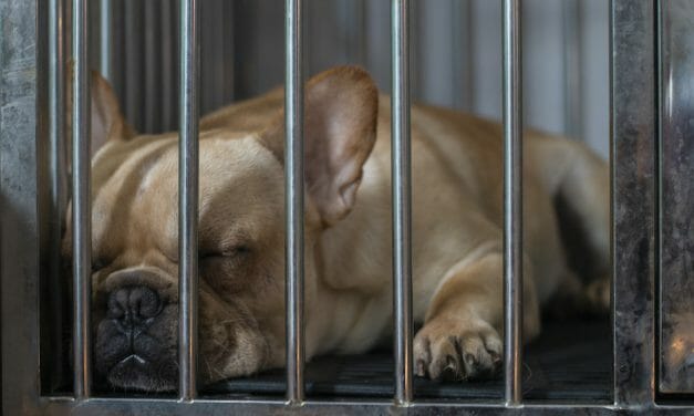 SIGN: Justice for 38 Frenchies Who Suffocated to Death on 10-Hour Flight