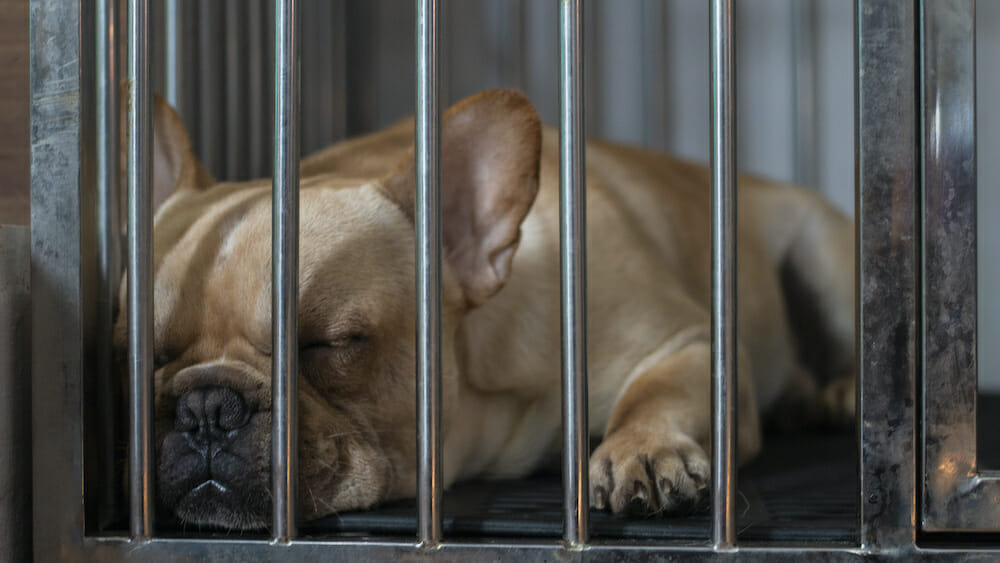 french bulldog in cage